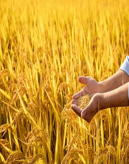 Agricultural Law and New Countryside Construction